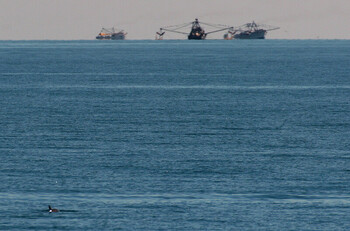 Vaquita with fishing vessels