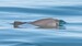 Vaquita displaying characteristic dark eye-patch