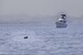 Lone vaquita, monitored by RV Wanderlust