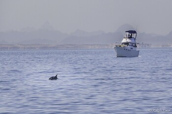 Lone vaquita, monitored by RV Wanderlust