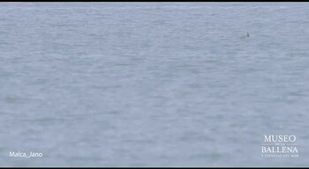 Video footage of vaquita from the research vessel Narval