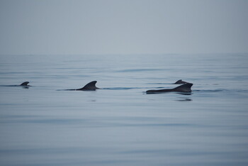 short finned pilot whale