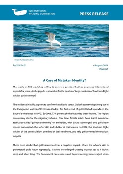 IWC press release: whales v gulls? (04/08/2014)